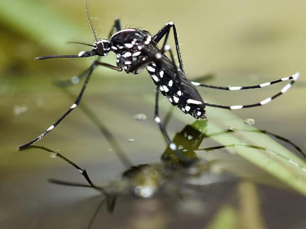 Disinfestazione-zanzare-monza-brianza-casatenovo Disinfestazione-zanzare-monza-brianza-casatenovo