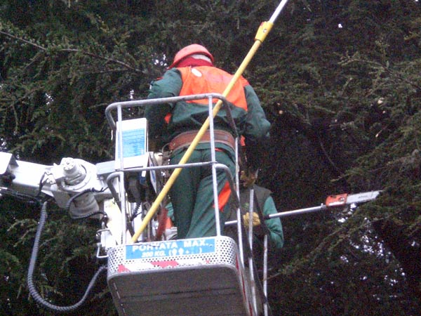 Impresa-potature-piante-lecco