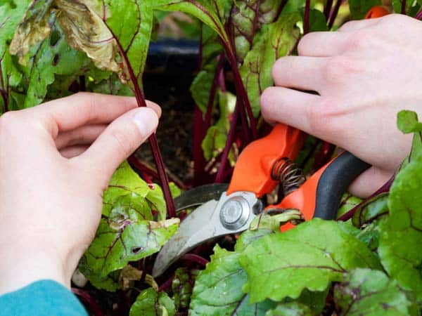 Trattamento-piante-e-giardino