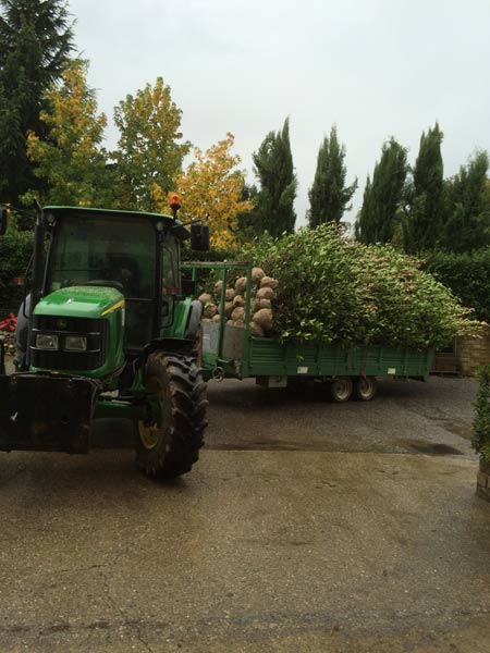 Vivaio-monza-brianza-arcore Vivaio-monza-brianza-arcore